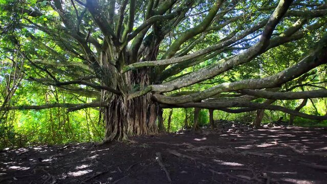 One of the oldest Banyon tree in Bamboo Forest Maui - Hawaii.