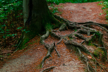 wood land tree long roots foreground local natural scenic view with moss and orange leaves dirt cover