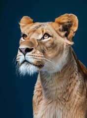 Obraz premium Minimalist Lion Portrait on Dark Blue Background