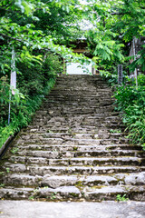 Historic Staircase Enveloped by Nature’s Embrace