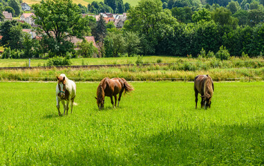 horses on a pasture in czech country land