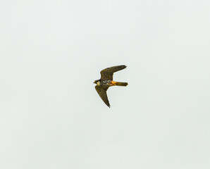 Eurasian hobby (Falco subbuteo) in flight