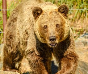 Fototapeta premium brown bear (Ursus arctos) walking staring
