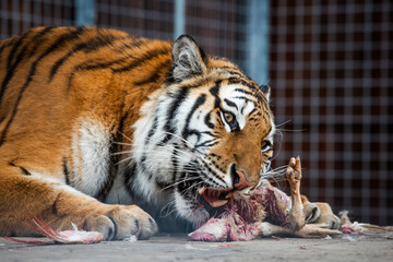 Sumatran tiger, a magnificent big cat native to the island of Sumatra.