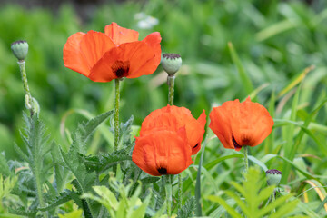 poppy flowers in field