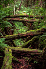 Narrow forest road with tree trunks in Bosque de Prusia, Cartago, Costa Rica. 