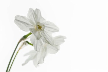 Fototapeta premium Flower Photography, Narcissus triandrus Close up view, Isolated on white Background