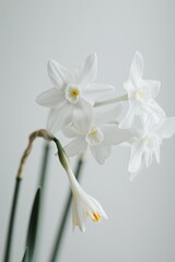 Flower Photography, Narcissus tazetta Close up view, Isolated on white Background