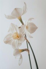 Flower Photography, Narcissus poeticus Close up view, Isolated on white Background