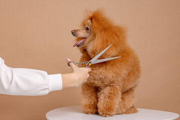 A professional pet groomer gives a cute haircut to a poodle dog with scissors. A woman doing her...