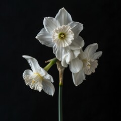 Flower Photography, Narcissus poeticus Close up view, Isolated on Black Background