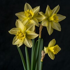 Obraz premium Flower Photography, Narcissus Tete-a-Tete' Close up view, Isolated on Black Background