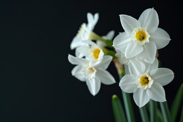 Fototapeta premium Flower Photography, Narcissus triandrus Close up view, Isolated on Black Background