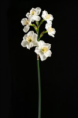 Flower Photography, Narcissus jonquilla Close up view, Isolated on Black Background
