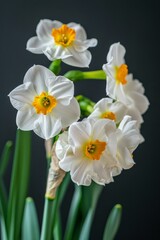 Flower Photography, Narcissus Tete-a-Tete' Close up view, Isolated on Black Background
