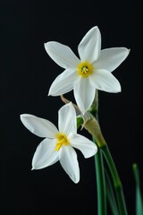 Naklejka premium Flower Photography, Narcissus Tete-a-Tete' Close up view, Isolated on Black Background