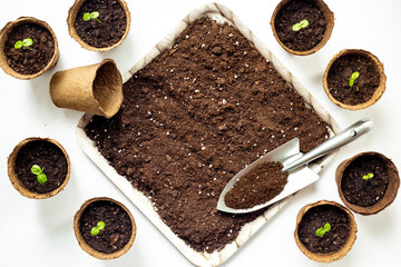 Seedlings in peat pots with gardening tools and soil for plants on a tray