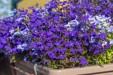 Lobelia flower. Blue buds in a garden bed in summer. Floral purple petal plant. Gardening