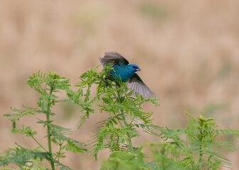 indigo bunting on green stem with blurred background