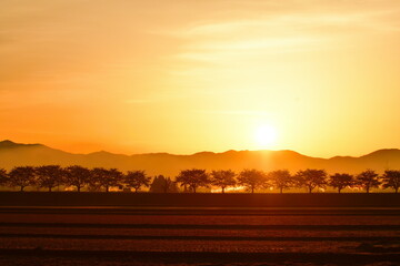 雄物川沿いの桜並木（秋田県）