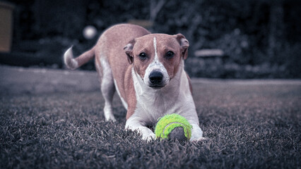 jack russell terrier playing with ball