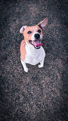 jack russell terrier puppy