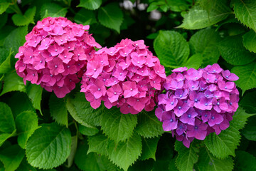 色鮮やかなアジサイ