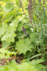 Summer flowers and bees