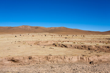 Bolivian llama breeding,Bolivia