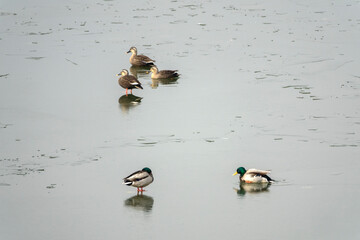 Fototapeta premium View of the ducks on the lake