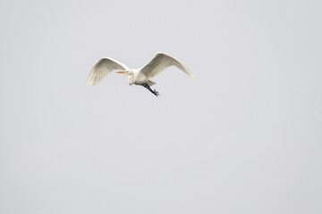 View of the flying heron