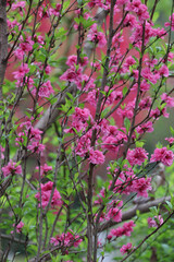 Fototapeta premium Summer Concept, Blooming Pink Azalea flowers