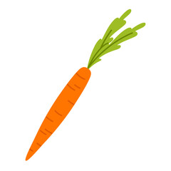 Fresh carrot. Healthy vegetable. Natural organic food. Vector illustration in cartoon style. Isolated on white background