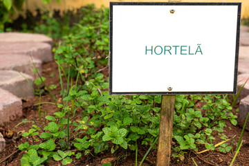 Signpost written in Portuguese: mint (hortelã in Portuguese). Mint plant in an organic garden in Brazil