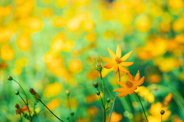 Closeup solf Cosmos on yellow background using as fresh ecology and wallpaper concept