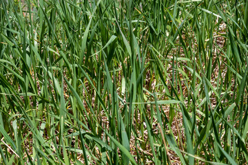 closeup of grass texture 