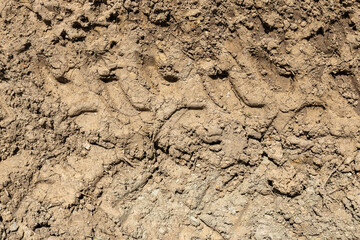 tractor tire patter in the dry mud