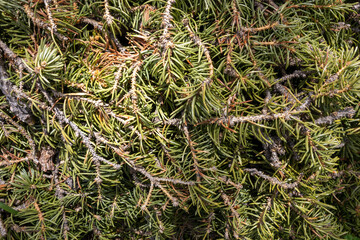pine needles on a tree branch