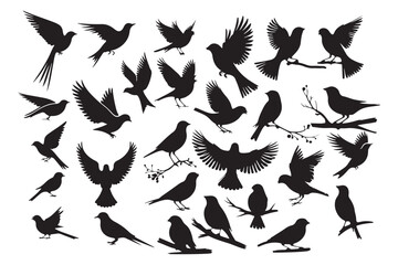 Set of Bird Silhouette Vector Art Ensemble