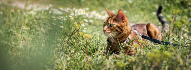 Bengal cat walks outside. A red cat lies among the grass.