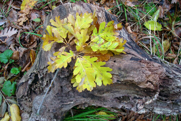 Closeup top view of fallen oak branch with lush yellow autumn leaves lying on tree stump in deciduous forest at sunny october day. With no people beautiful autumnal season natural background.