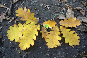 Close-up top view of fallen oak branch with lush yellow autumn leaves lying on ground in deciduous forest at sunny october day. With no people beautiful autumnal season natural background.