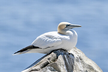 An adult gannet sitting on a rock cliff looking out. The seabird has a yellow head, a long thin neck, long white wings with black tips, and a long black tail. It has blue eyes and a long black bill. 