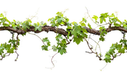 A vine is growing on a branch and is covered in green leaves