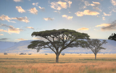Umbrella Tree in Serengeti National Park, Tanzania,  Africa