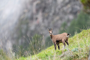 Wild Alps, at the edge of the forest, the Alpine chamois female (Rupicapra rupicapra)