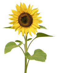 Fleur de tournesol	