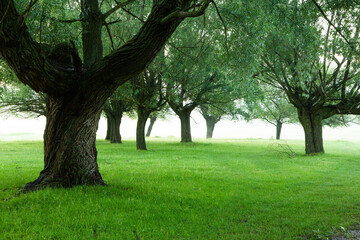 Photo with landscape and beautiful green nature in the Republic of Moldova, a small friendly country in Eastern Europe.