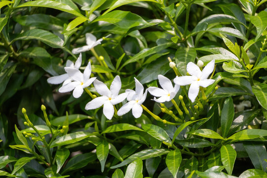 Crape jasmine flower blooming in the garden, green leaves background.