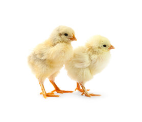 Two cute chicks isolated on white. Baby animals